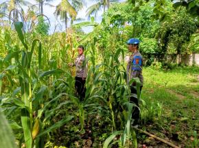 Personil Polsek Tempuran Dukung Program Ketahanan Pangan, Rutin Perawatan dan Pemeliharaan lahan yang di tanami Jagung.