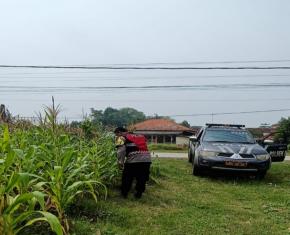 Upaya Merawat Sinergitas Polri Gencar Melaksanakan Penyiraman Pohon Jagung Desa Gempol