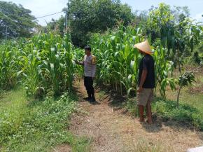 Anggota Polsek Batujaya melakukan Pengecekan Tanaman Jagung di Lahan LBS Desa Kutaampel Kecamatan Batujaya