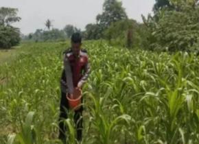 Terus Berupaya Lakukan Sinergitas Polri Melaksanakan Penyiraman Pohon Jagung Desa Gempol