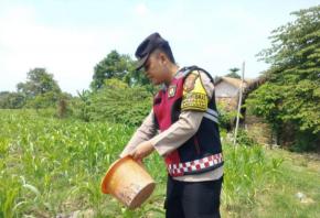 Tak Kenal Lelah, Sinergitas Polri Bersama Warga Desa Gempol Melaksanakan Penanaman Pohon Jagung