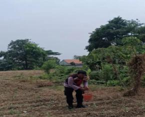 Aipda Abdul Rahman Dalam Upaya Sinergitas Polri Bersama Warga Desa Gempol Melaksanakan Penanaman Pohon Jagung