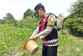 Sinergitas Polri Bersama Warga Desa Gempol Melaksanakan Penanaman Pohon Jagung Guna Mendukung Program Ketahanan Pangan