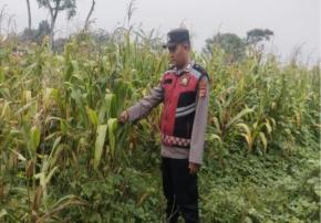 Upaya Bripka Satim Bhabinkamtibmas Polsek Banyusari Bersama Petani Monitoring Pertumbuhan Tanaman Jagung