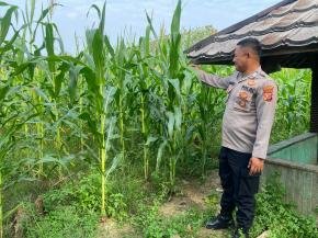 Swasembada Pangan Daerah! Polsek Pangkalan Laksanakan Pengecekan Tumbuhan Jagung di Desa Jatilaksana
