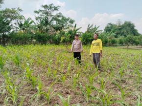 Pastikan Tumbuh Subur, Polsek Rengasdengklok Giat Pengecekan Tanaman Jagung Ketahanan Pangan