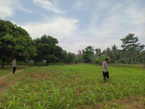 Monitoring Lahan sekaligus laksanakan perawaratan lahan yang ditanami jagung hibrida, guna dukung program pemerintah.