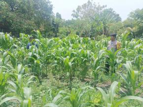 Anggota Polsek Batujaya Penyiraman Air untuk Tanaman Jagung di Lahan LBS di Wilayah Kecamatan Batujaya