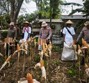 Dukung Swasembada dan Ketahanan Pangan, Satreskrim Polres Karawang Pantau Pertumbuhan Jagung di Wilayah Jatisari