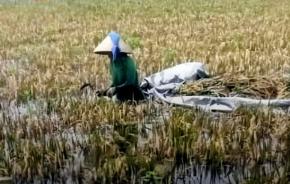 Cuaca Ekstrem Menguji Petani Karawang, Ribuan Hektare Sawah dan Tambak Terendam Banjir dan Rob