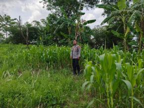 Personil Polsek Tegalwaru Monitoring Ketahanan Pangan Jenis Jagung di Wilayah Desa Kutamaneuh
