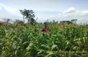 Upaya Perkuat Sinergitas Polri Melaksanakan Penyiraman Pohon Jagung Desa Gempolu