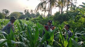 Anggota Polsek Batujaya melakukan Pengecekan Tanaman Jagung di Lahan LBS Desa Kutaampel Kecamatan Batujaya
