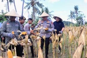 Pimpin Panen Raya Jagung, Wakapolda NTB: Ini Dukungan Nyata Polri Sukseskan Program Pemerintah