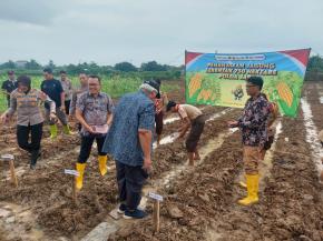 Dalam Rangka Mendukung Swasembada Pangan Polsek Purwasari Polres Karawang Kembali Menanam Jagung Hibrida