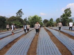 Kapolda Jabar Tinjau Lahan Program Ketahanan Pangan Penanaman Bawang Putih di Subang