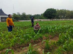 Polsek Purwasari Polres Karawang Monitoring Lahan Jagung Hybrida