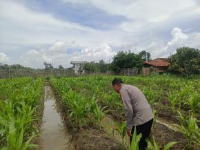 Bhabinkamtibmas Cek Lahan sekaligus laksanakan perawaratan lahan Yang akan ditanami jaagung hibrida, guna dukung program pemerintah.
