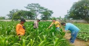Memasuki tahap vegetatif akhir tanaman jagung hibrida personil Polsek Purwasari Polres Karawang Monitoring Lahan Jagung