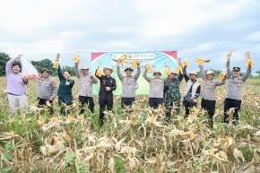 Dukung Ketahanan Pangan, Polres Karawang Panen Raya 28 Ton Jagung Pipil Kering