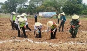 Dukung Swasembada Pangan Nasional, Polresta Karawang Tanam Jagung Seluas 5 Hektare di Lima Polsek Jajaran