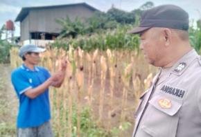 Dukung Swasembada Pangan, Personil Polsek Klari Kontrol Lahan Jagung Pastikan Tumbuh Dengan Baik