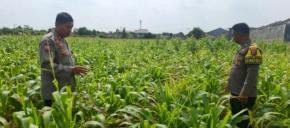 Tinjau Tanaman Jagung, Bukti Polsek Klari Fokus Dukung Program Swasembada Pangan Nadional
