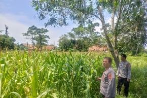 Pastikan Tanaman Jagung Hybrida Tumbuh Baik, Personil Polsek Tempuran Rawat Langsung Lahan Jagung.