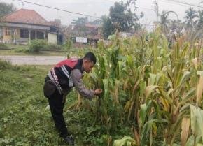 Polisi Polsek Banyusari Bersama Petani Monitoring Pertumbuhan Tanaman Jagung