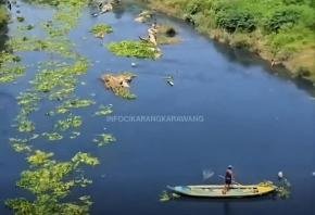 Air Citarum Menghitam, Ikan Tawes dan Mujair Mendadak Muncul ke Permukaan