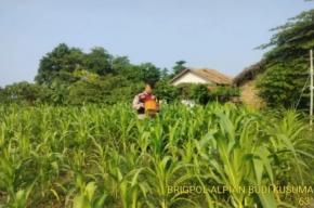 Wujud Perkuat Sinergitas Polri Melaksanakan Penyiraman Pohon Jagung Desa Gempol