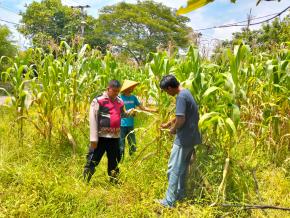 Anggota Polsek Batujaya melakukan Pengecekan Tanaman Jagung di Lahan LBS Desa Kutaampel