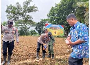 Kapolsek Pangkalan Dukung Program Presiden, Perkuat Swasembada Pangan di Wilayah Kecamatan Pangkalan