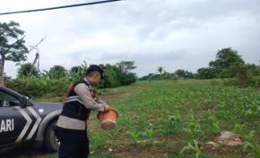 Kembali Lakukan Sinergitas Polri Bersama Warga Desa Gempol Melaksanakan Penanaman Pohon Jagung
