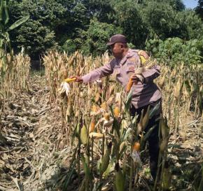 Polsek Klari Polres Karawang Polda Banten Melaksanakan Panen Jagung Hibrida