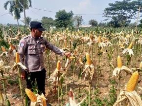 Satlantas Polres Karawang Monitoring Tanaman Jagung demi Sukseskan Swasembada Pangan Daerah