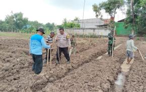 Polsek Klari Bersama Pemdes Curug Dukung Ketahanan Pangan, Tanam Jagung di Lahan Baku Sawah