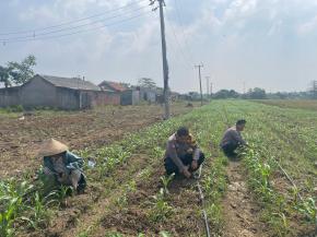 Personil Polsek Kotabaru Monitoring Pertumbuhan Tanaman Jagung Hibrida
