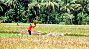 Badan Pusat Statistik (BPS) Merilis Luas Lahan Sawah di Depok Tahun 2024 Tersisa 61 Hektare, Tersebar di Tiga Kecamatan