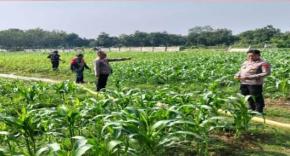 Guna Memastikan Hasil Panen Maksimal Polsek Purwasari Kembali Terus Monitoring Tanaman Jagung