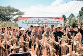 Petani Jadi Pahlawan Pangan, Panen Raya Jagung Ciamis Tegaskan Ketahanan Daerah